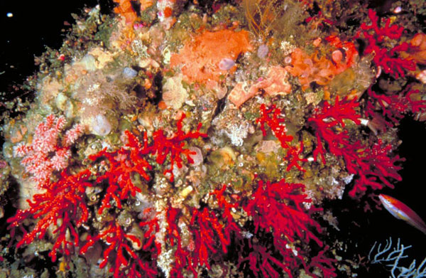 Coral Rojo