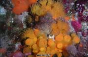 Los fondos de Alborán. Coral Anaranjado