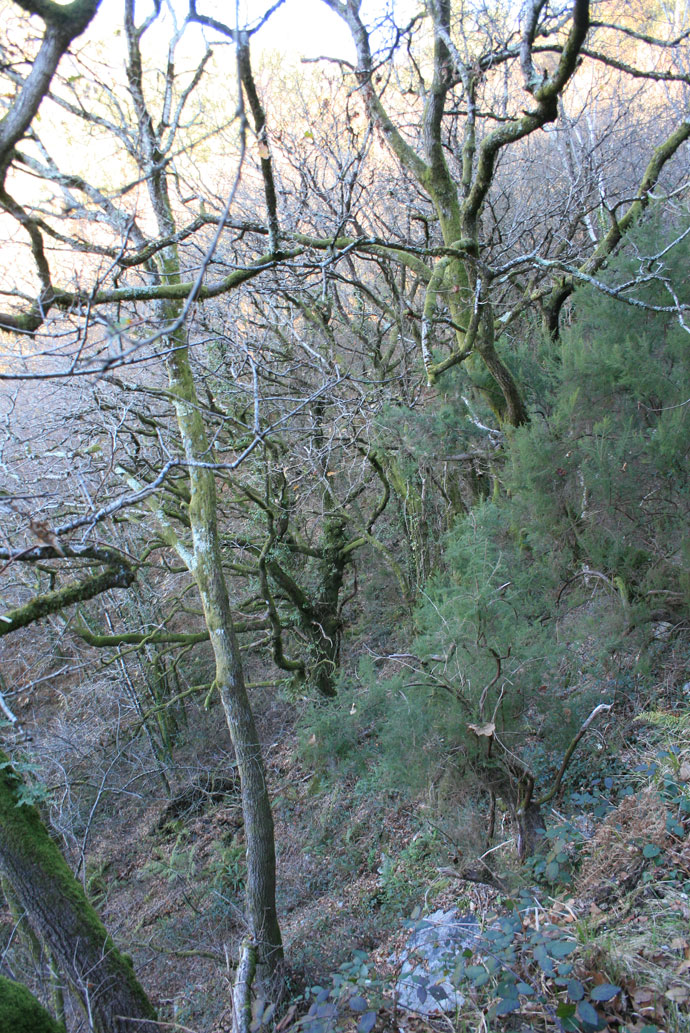 Bosque del cañón