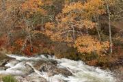 Otoño en un bosque gallego