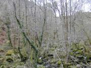 Fervenzas del Barbantiño y Camino natural del río Barbantiño