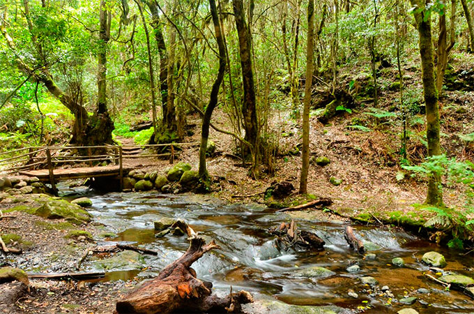 Parque Nacional de Garajonay. Arroyos isleños