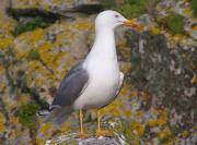 Gaviota patiamarilla