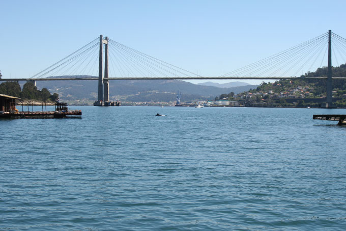 Arroaz en aguas del estrecho de Rande