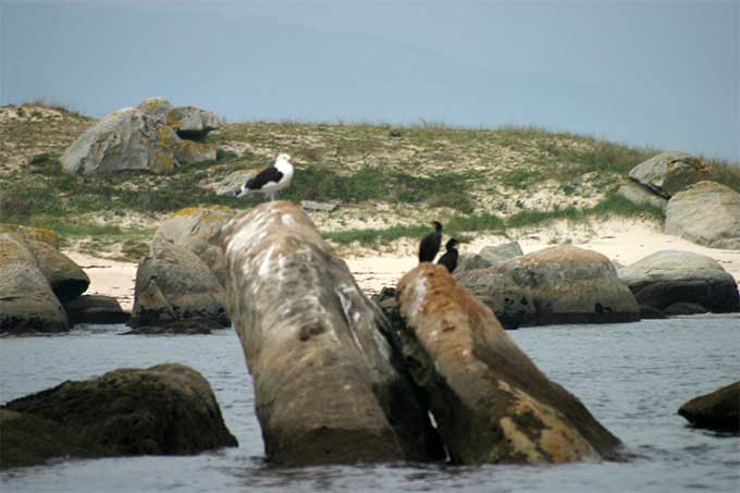 Xidoiros y Carreirón sitio especial para la observación de aves