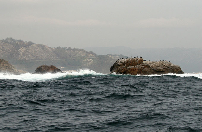 Cormoranes Moñudos a resguardo de las olas