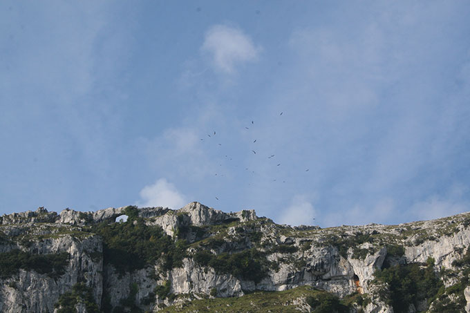 Buitres leonados sobrevolando la playa de Sonabia