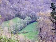 Discurriendo entre bosques