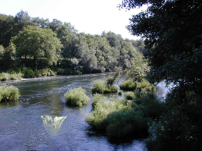 Río y vegetación