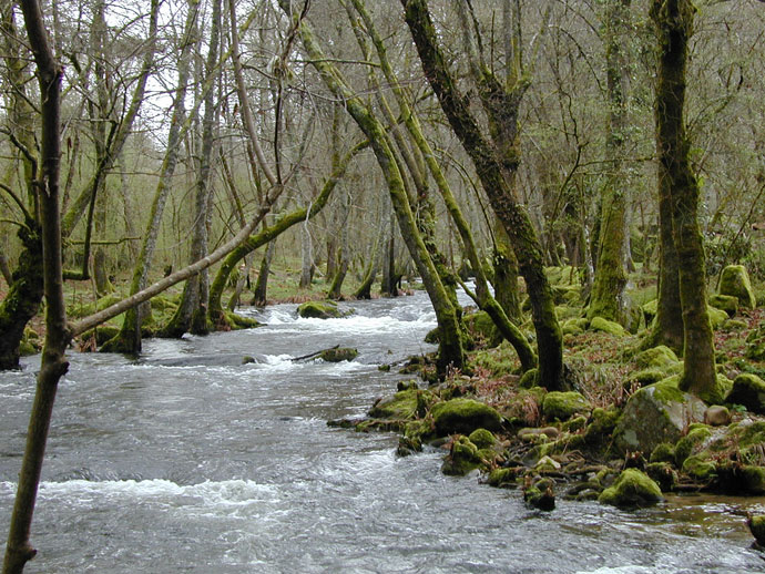 Bosque animado