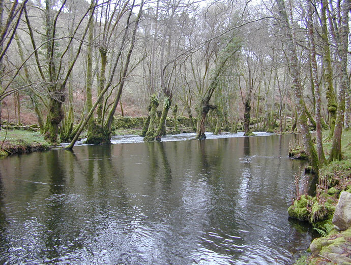 Entre remansos y arboles