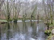 Entre remansos y arboles