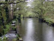 Pequeñas presas de molinos paran el tranquilo discurrir de las aguas del Miño.