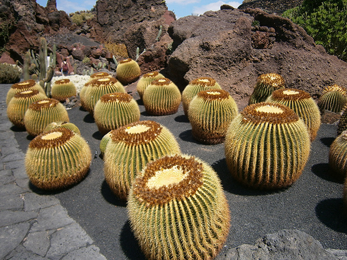 Jardín de cactus