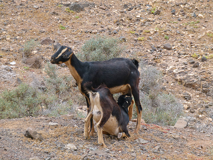 Cabras en Jandía