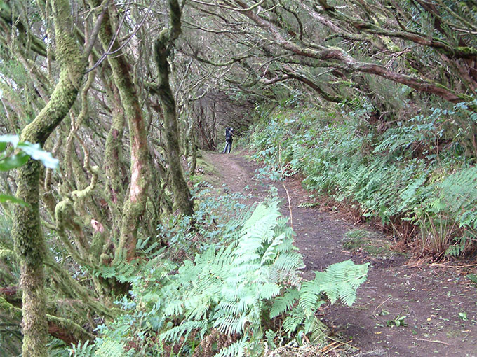 Bosque de Anaga