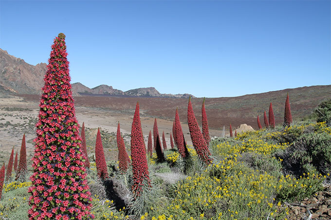 Parque Nacional del Teide