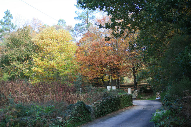 Otoño en O Rosal