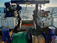 El IEO y el IPMA estudian la población iberoatlántica de sardina