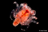 Análisis genéticos permiten identificar y describir larvas de cangrejos marinos no conocidas hasta el momento