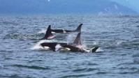 Aviso a los navegantes: Llegada de una familia de orcas a las costas gallegas