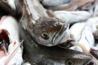 El IEO estudia el estado de los recursos pesqueros demersales del Cantábrico y Galicia