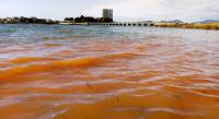 El IEO revisa la información sobre mareas rojas para mejorar su seguimiento