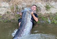Miguel Villalobos captura en el río Tiétar un siluro de 2,21 metros