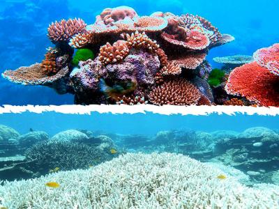 Malas noticias para los océanos: la Gran Barrera de Coral sufre el peor episodio de blanqueamiento de la historia.