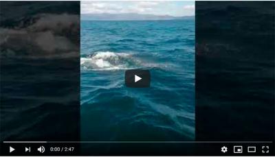 Tres orcas atacan y rompen el timón a un barco de vela que se dirigía a Baiona