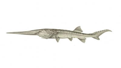 Se extingue el 'Psephurus gladius', el pez remo chino que medía hasta siete metros