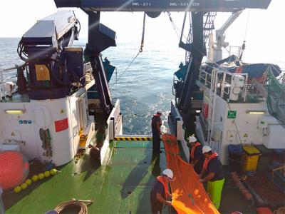 Los resultados de la campaña IBERAS confirman la mejoría del stock de sardina en aguas atlánticas de la Península Ibérica