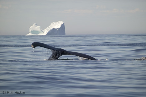 ICEBERG Y BALLENA