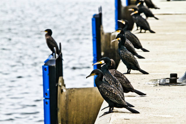 150304_Puerto-de-Avilés-F05