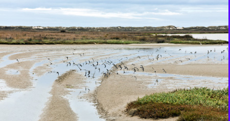 aves-en-Baldaio