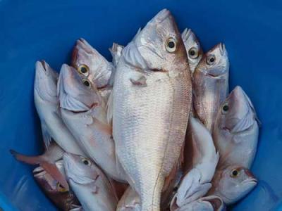 Este sábado arranca la liga de pesca al chambel en el Club Náutico Altea