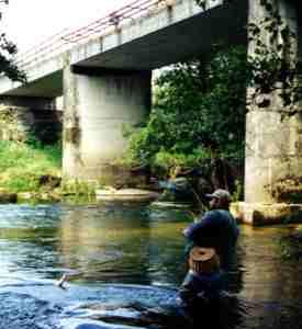 Salmo Salar. Galicia y Asturias comparten optimismo sobre la recuperación