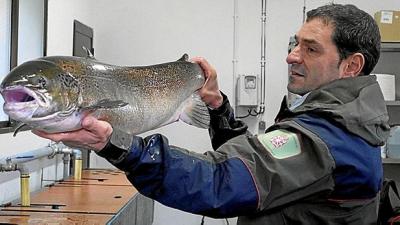Hallan un salmón de 9 kilos y un metro de largo en el Bidasoa