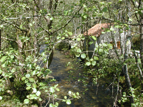 Río Almofrei. Pontevedra