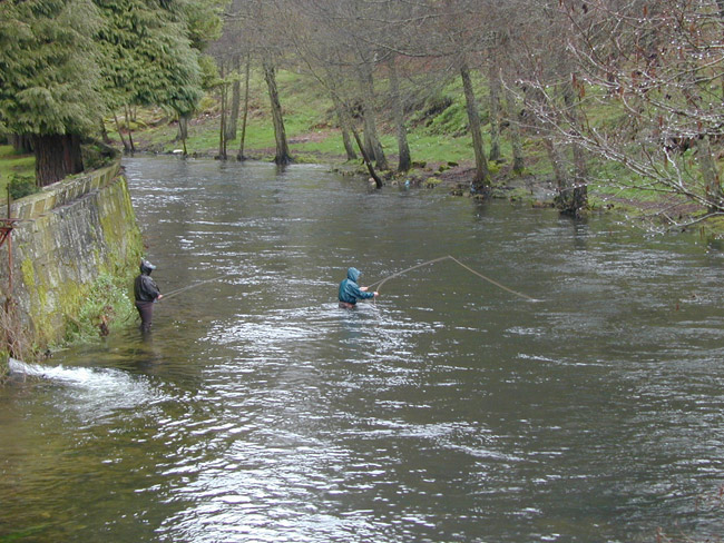 Pescando a cola de rata en el coto sin muerte