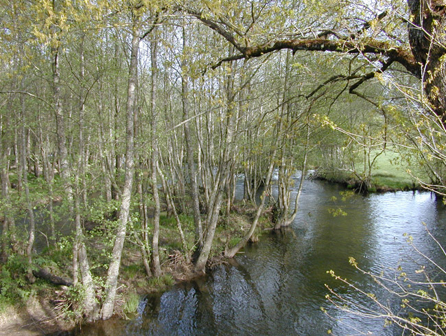 Tramo del río en el Coto de Os Medos