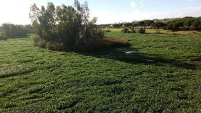 El Master Mérida de pesca no se celebrará en la ciudad por el camalote