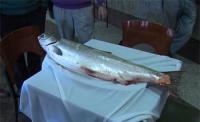 Pescado un salmón de más de 15 kilos en aguas del Cares 