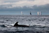 The Ocean Race lanza una campaña para crear la Declaración Universal de los Derechos de los Océanos