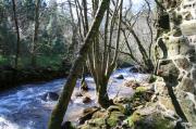 Río, molino y árboles