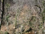 Sendero donde manda el agua y la vegetación