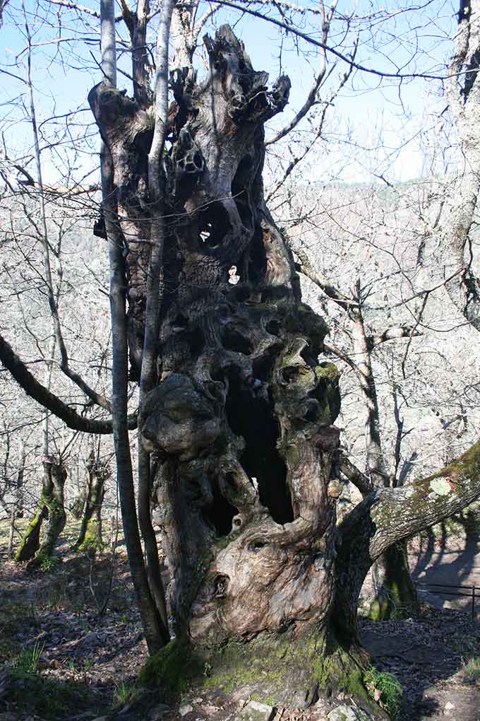 Mosteiro de Santa Cristina