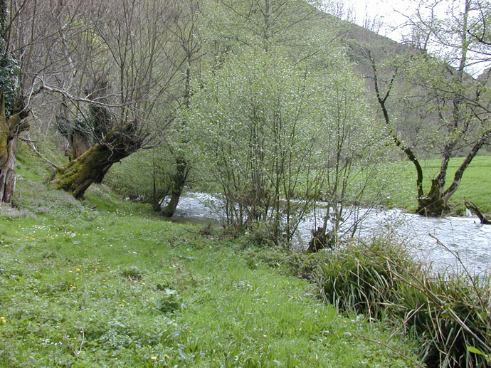 Coto de Doiras, los castaños de Ancares presentes cerca del río.