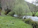 Coto de Doiras, los castaños de Ancares presentes cerca del río.