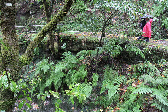 Senderos en Madeira